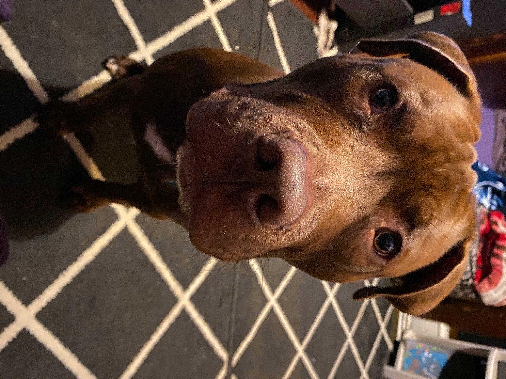 Teddy joined the competition — help win amazing prizes! canidae, carnivore, collar, companion_dog, dog, dog_breed, dog_collar, dog_supply, fawn, fence, leash, liver, mesh, metal, pet_supply, selfie, snout, sporting_group, whiskers, working_animal