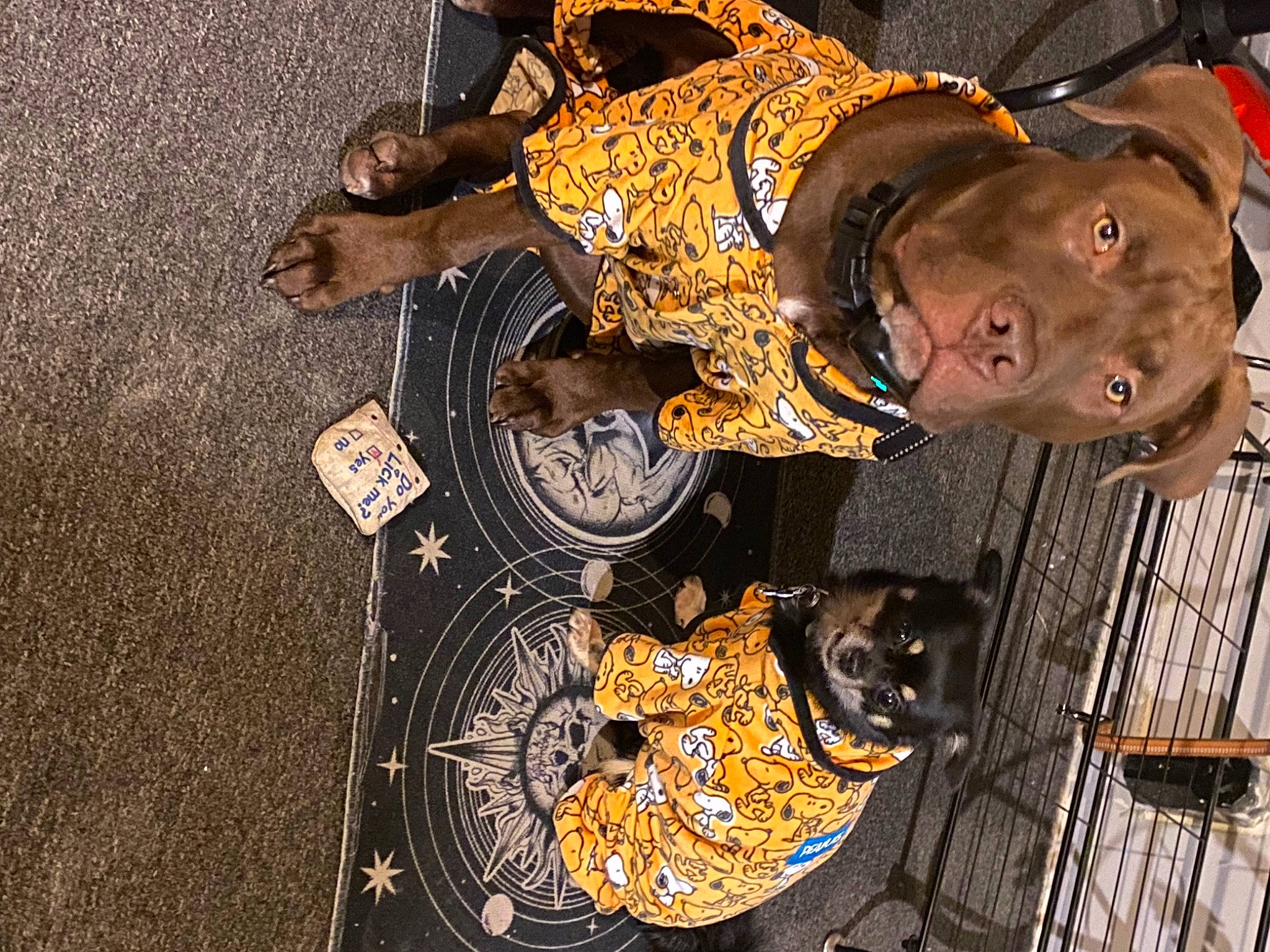 Teddy is registered to the contest to win money with this photo: art, circle, fashion_accessory, hat, metal, pattern, personal_protective_equipment, sunglasses, visual_arts, wood