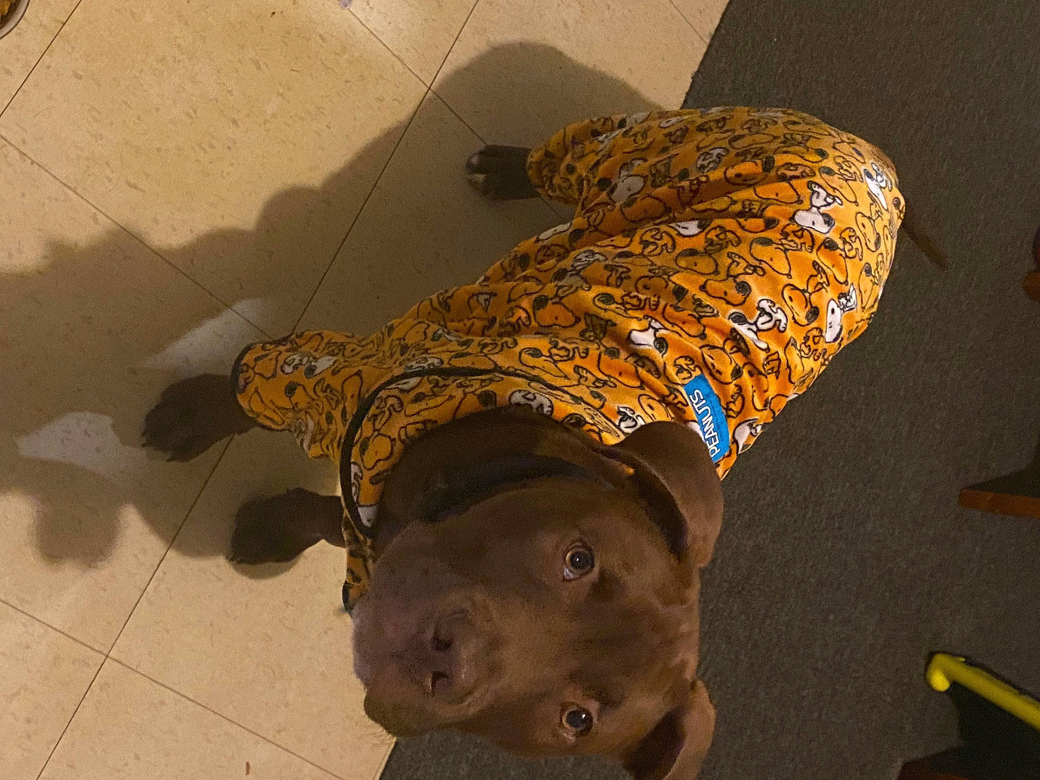 Teddy joined the competition — help win amazing prizes! art, artifact, canidae, carnivore, ceiling, dog_breed, fashion_accessory, fawn, flooring, hat, metal, sculpture, shadow, snout, sporting_group, sun_hat, tints_and_shades, visual_arts, wood, working_animal