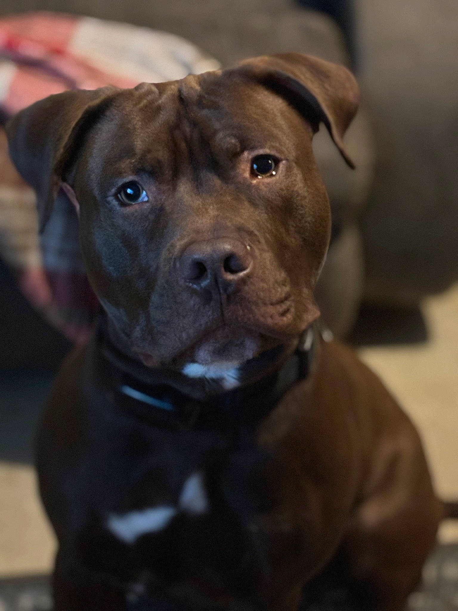 Teddy joined the competition — help win amazing prizes! canidae, carnivore, collar, companion_dog, dog, dog_breed, dog_collar, fawn, fur, guard_dog, hunting_dog, leash, liver, molosser, non_sporting_group, puppy, sporting_group, whiskers, working_animal, working_dog