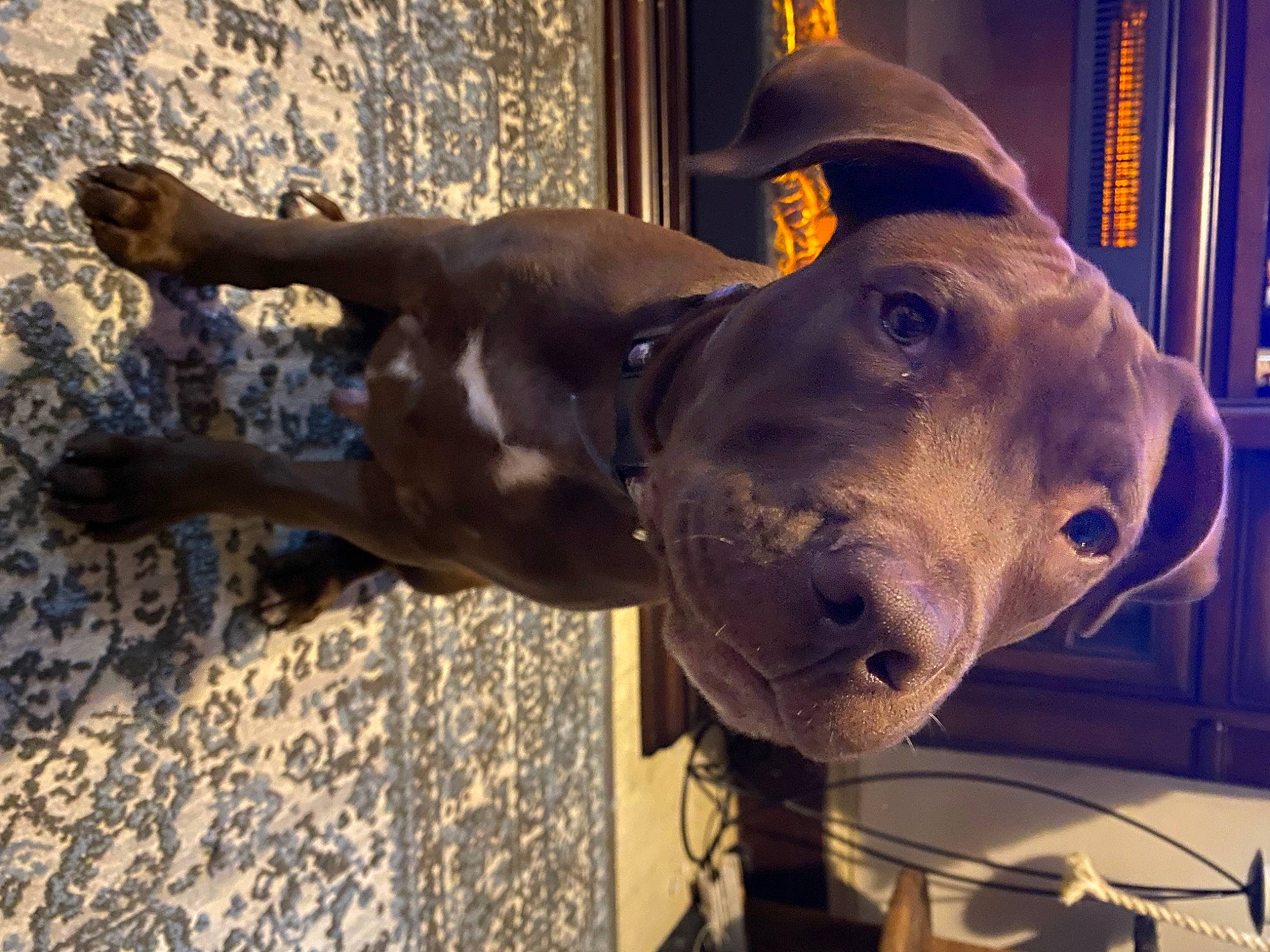 Teddy is registered to the contest to win money with this photo: art, bronze, carnivore, dog, dog_breed, fawn, guard_dog, liver, metal, non_sporting_group, organism, sculpture, shadow, snout, sporting_group, terrestrial_animal, window, working_animal