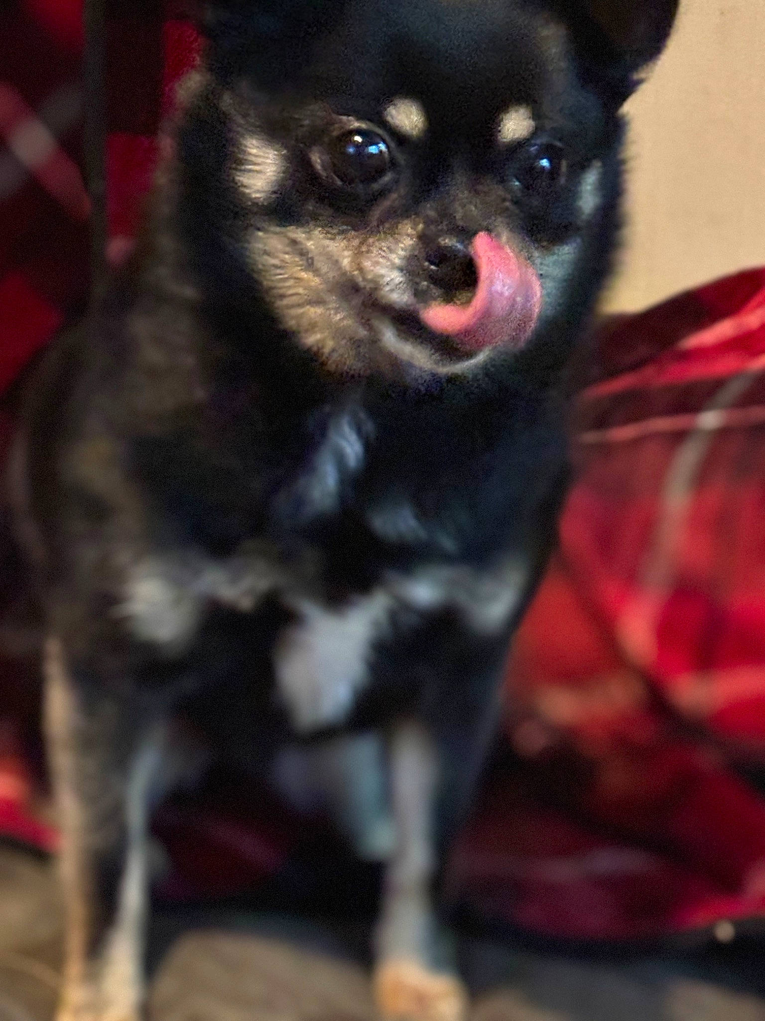 Fluffy is registered to the contest to win money with this photo: carnivore, chihuahua, companion_dog, corgi_chihuahua, dog, dog_breed, fawn, fur, non_sporting_group, puppy, snout, sporting_group, terrestrial_animal, toy_dog, whiskers, working_animal