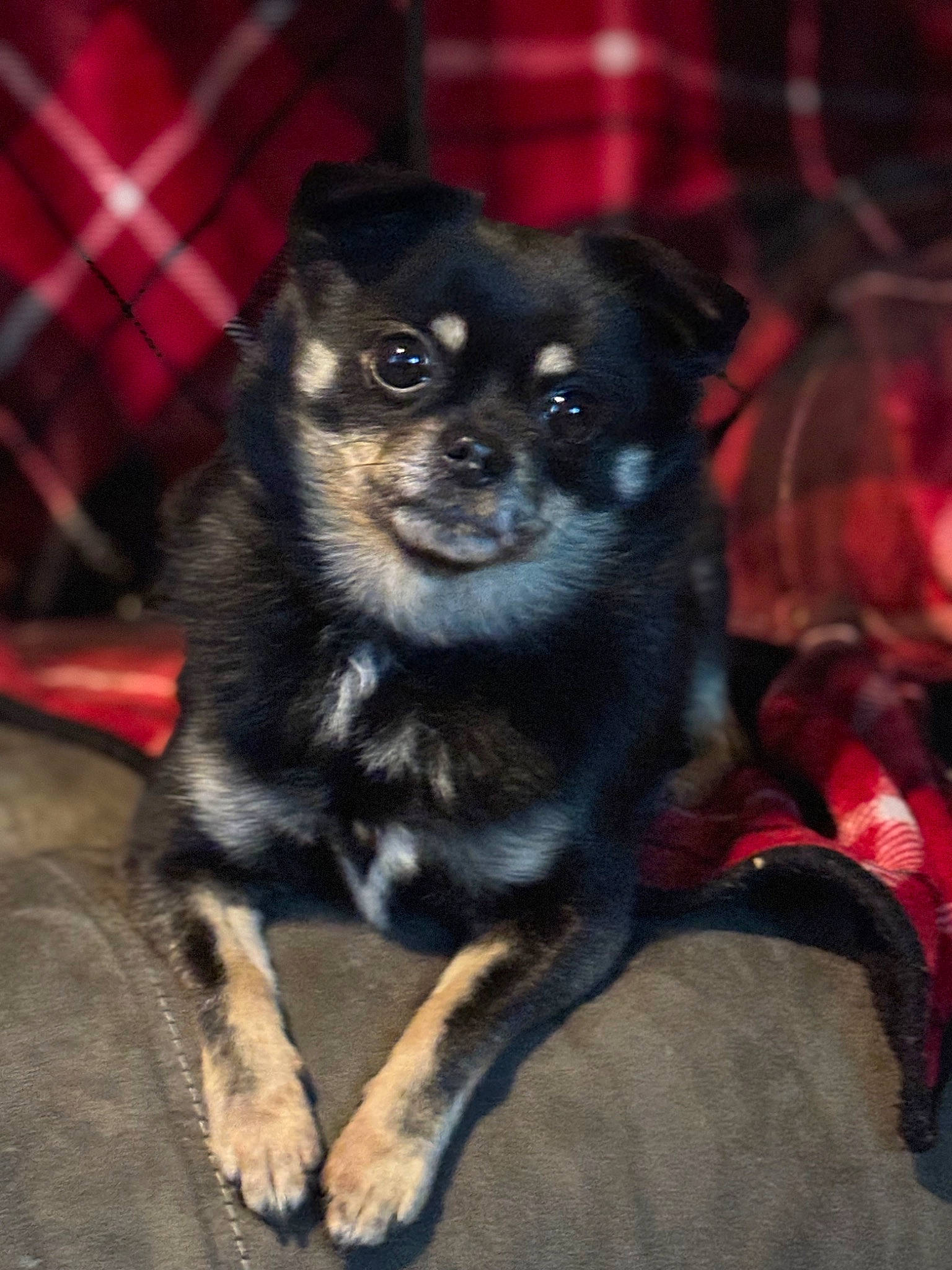 Fluffy joined the competition — help win amazing prizes! canidae, carnivore, chihuahua, companion_dog, corgi_chihuahua, dog, dog_breed, dog_supply, fawn, fur, non_sporting_group, pattern, puppy, snout, sporting_group, tartan, terrestrial_animal, toy_dog, whiskers, working_animal