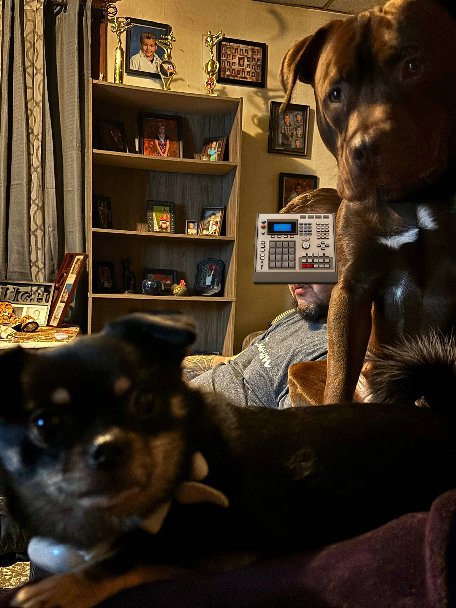 Fluffy is registered to the contest to win money with this photo: bookcase, canidae, carnivore, companion_dog, couch, curtain, dog, dog_breed, fawn, flash_photography, fur, picture_frame, shelf, sitting, snout, sporting_group, toy, toy_dog, whiskers, working_animal