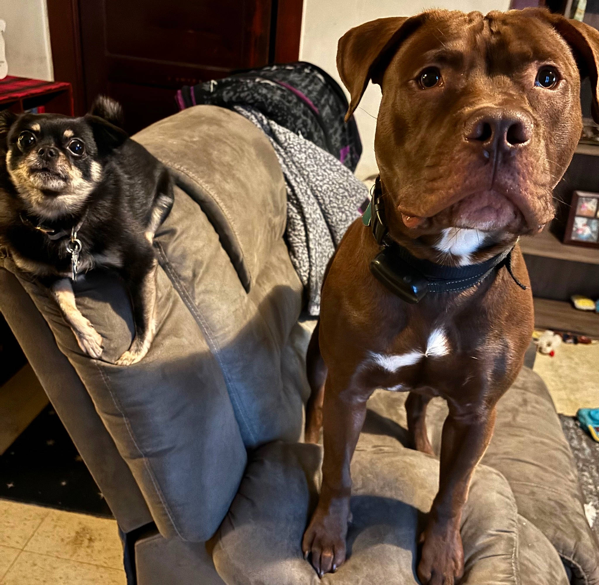 Fluffy is registered to the contest to win money with this photo: canidae, carnivore, collar, comfort, companion_dog, dog, dog_breed, dog_collar, dog_supply, fawn, fur, liver, non_sporting_group, pet_supply, snout, sporting_group, whiskers, working_animal, working_dog