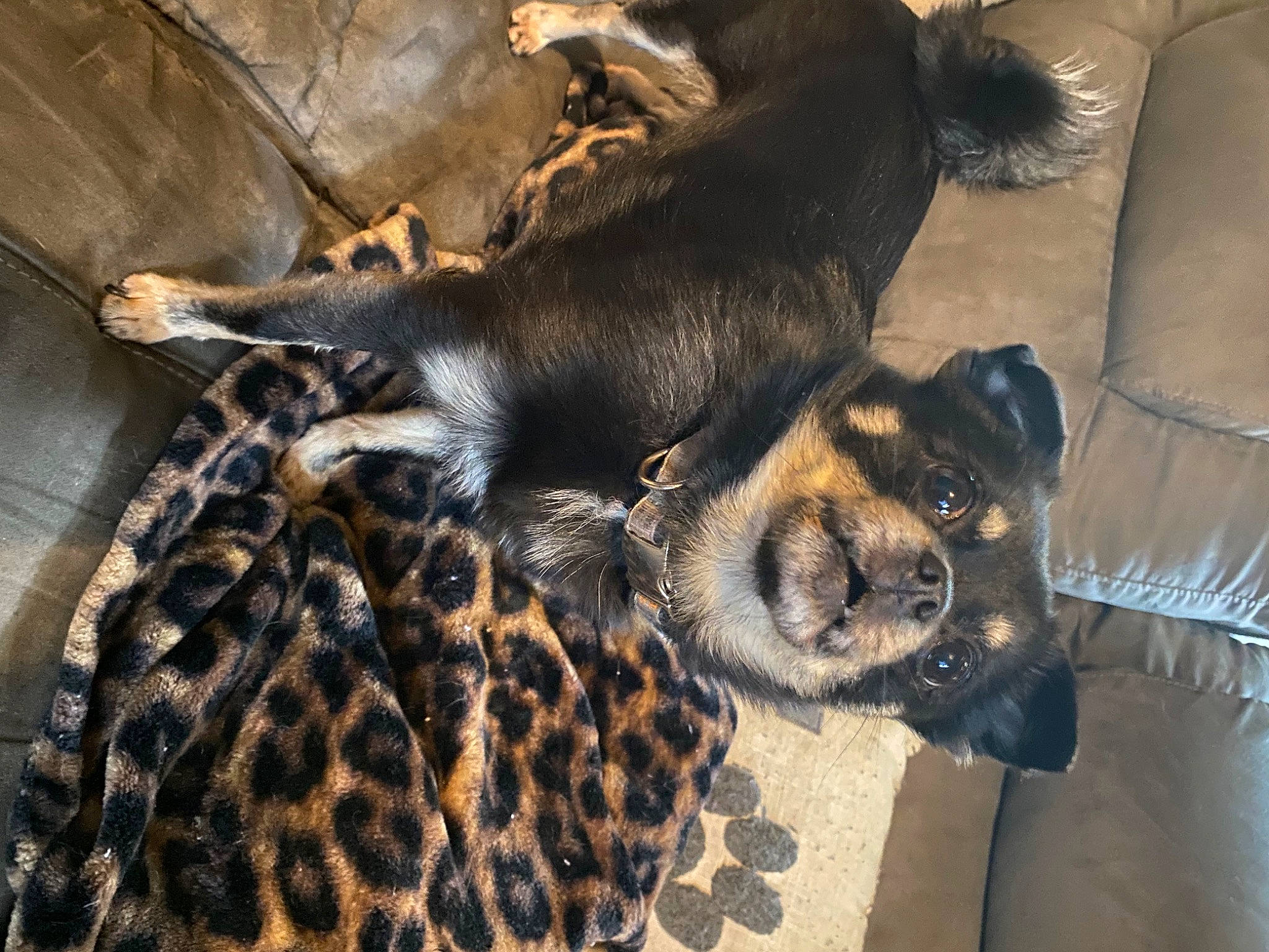 Fluffy is registered to the contest to win money with this photo: animal_shelter, canidae, carnivore, claw, comfort, companion_dog, couch, dog, dog_breed, fawn, fur, nap, paw, sleep, snout, sporting_group, terrestrial_animal, whiskers, wildlife, working_animal