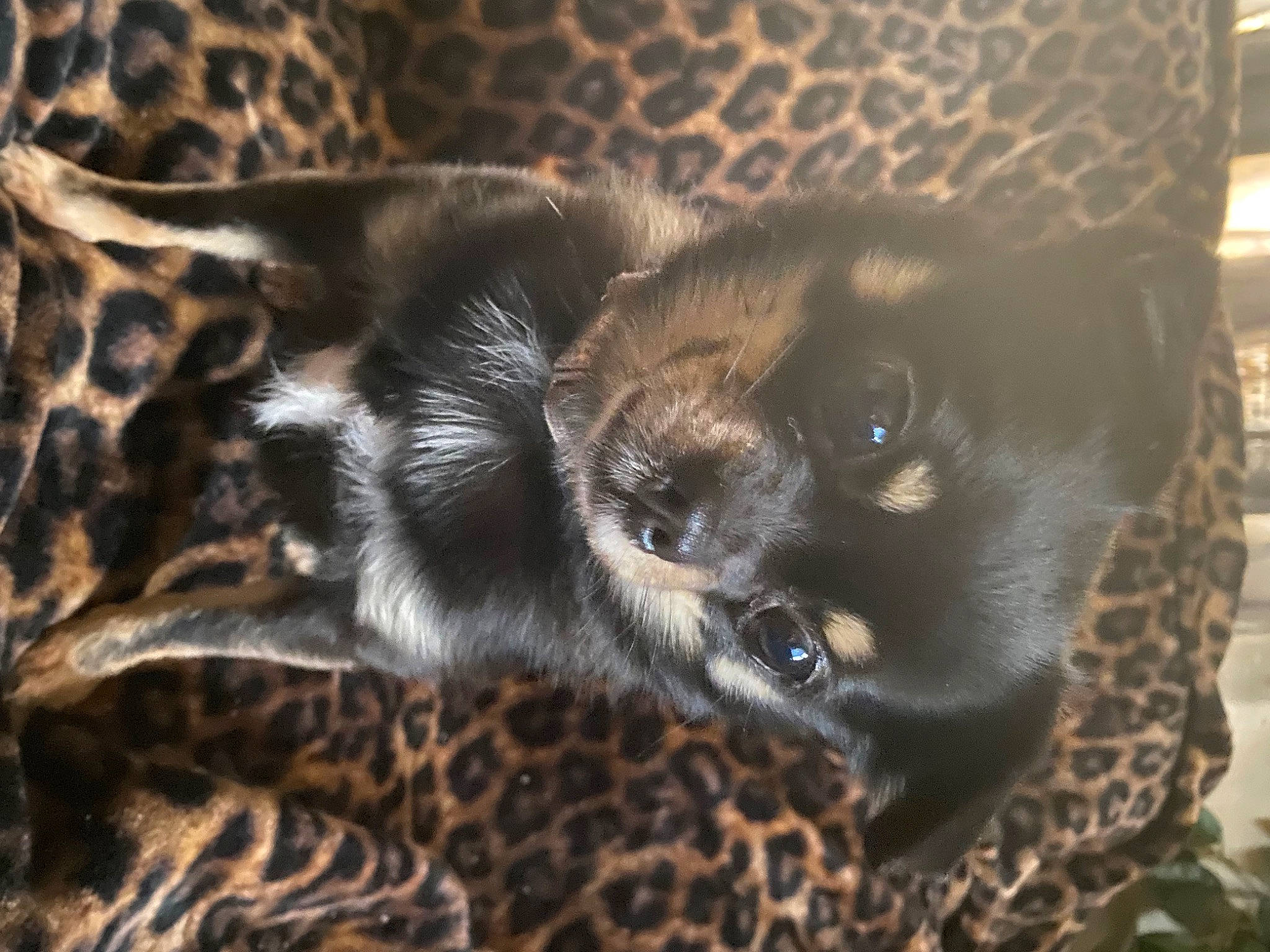 Fluffy joined the competition — help win amazing prizes! canidae, carnivore, claw, comfort, companion_dog, dog, dog_breed, felidae, fur, liver, pattern, paw, small_to_medium_sized_cats, sporting_group, tail, terrestrial_animal, whiskers, working_animal