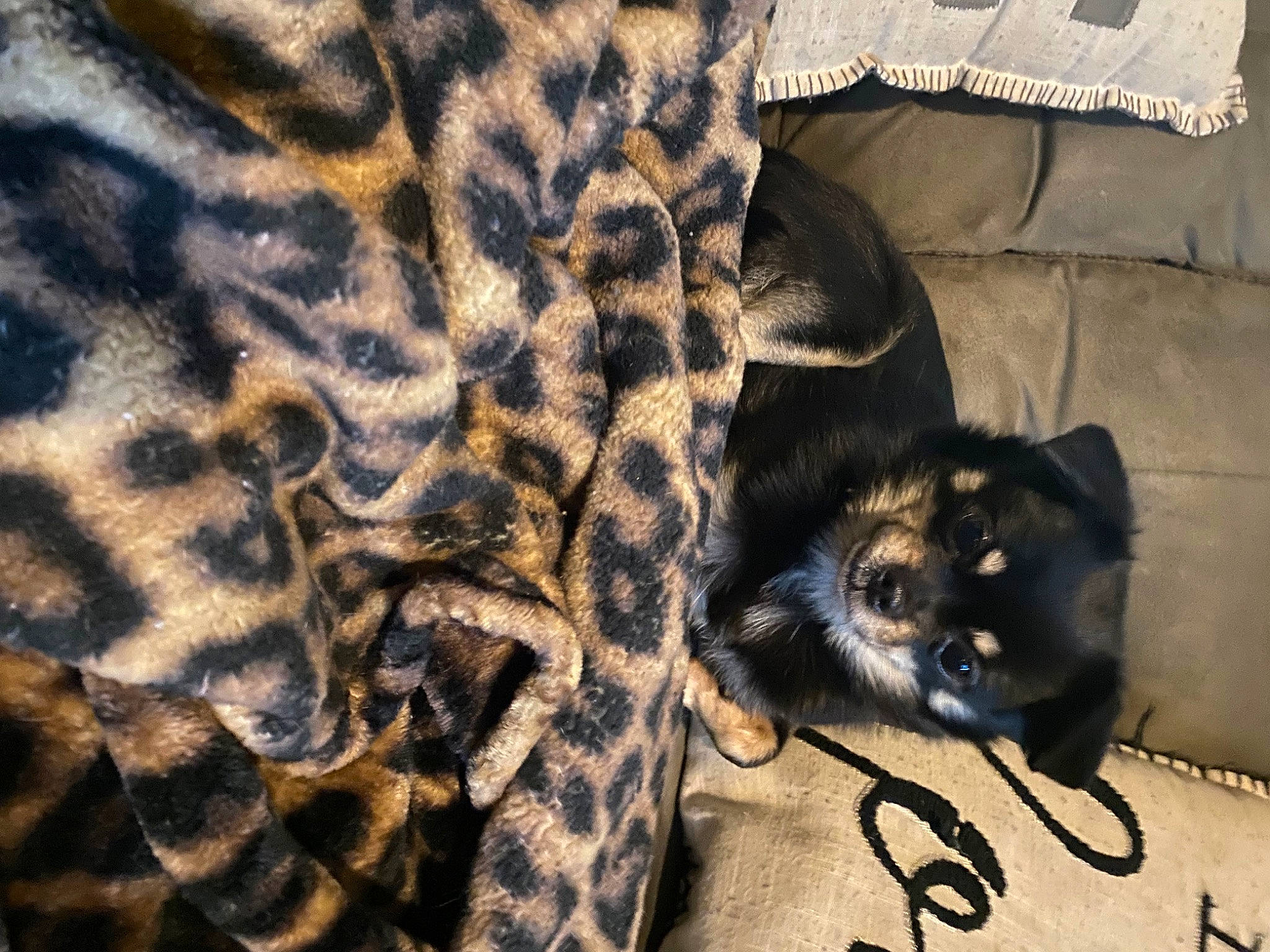 Fluffy joined the competition — help win amazing prizes! autograph, black_cat, carnivore, cat, comfort, couch, domestic_short_haired_cat, fawn, felidae, fur, grey, linens, pattern, small_to_medium_sized_cats, snout, tail, terrestrial_animal, tree, whiskers, wildlife