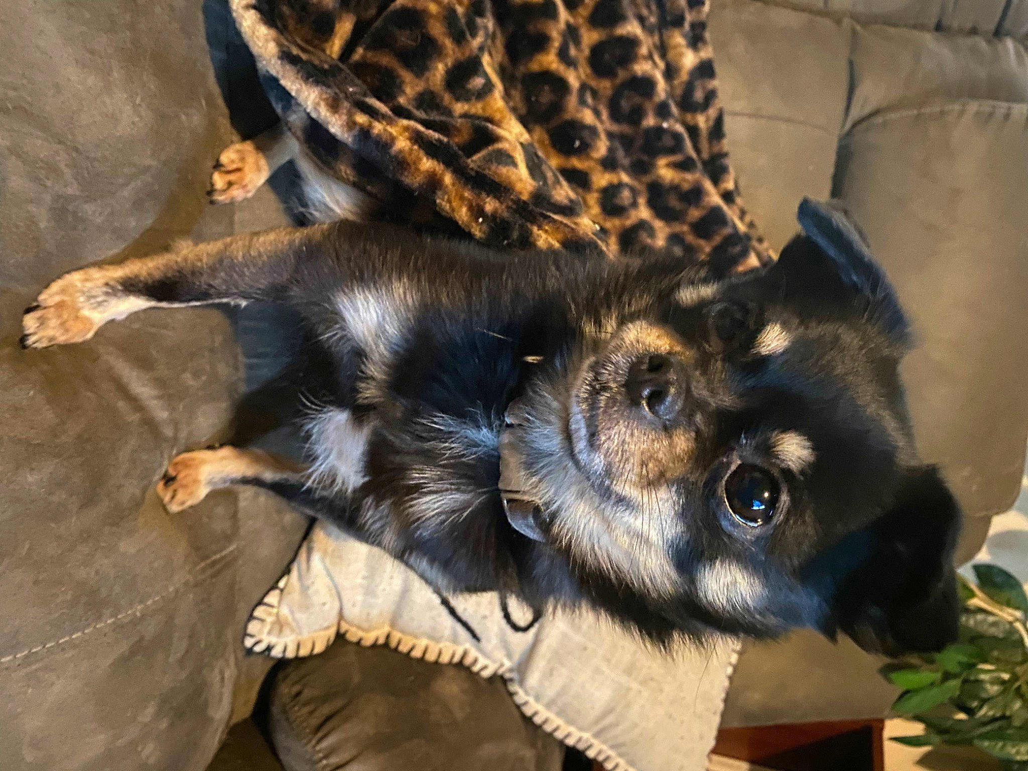 Fluffy is registered to the contest to win money with this photo: carnivore, claw, companion_dog, couch, dog, dog_breed, ear, fawn, felidae, fur, paw, plant, procyonidae, small_to_medium_sized_cats, snout, sporting_group, tail, terrestrial_animal, whiskers, working_animal