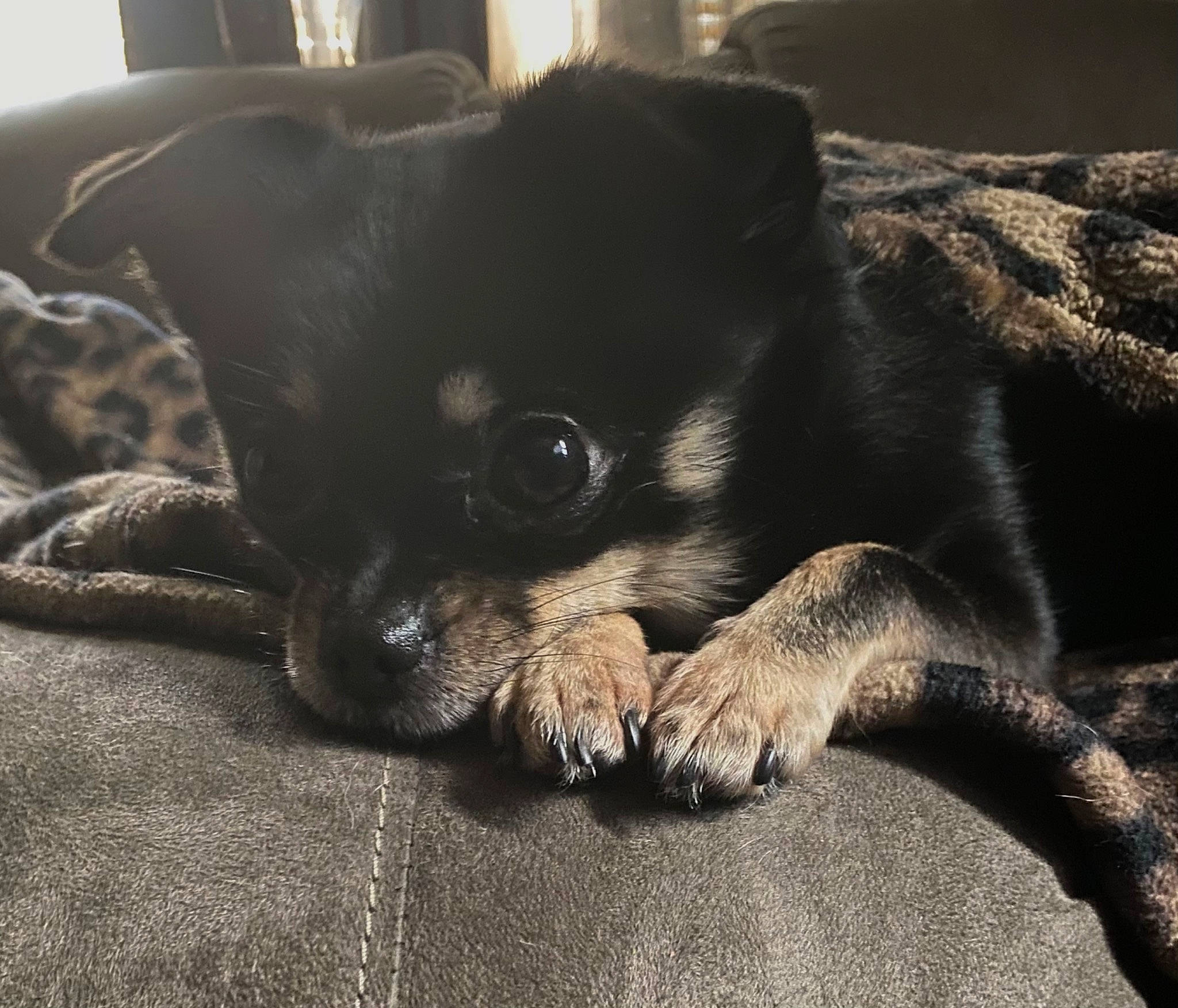 Fluffy joined the competition — help win amazing prizes! canidae, carnivore, chihuahua, comfort, companion_dog, corgi_chihuahua, darkness, dog, dog_breed, fur, non_sporting_group, puppy, snout, terrestrial_animal, toy_dog, vertebrate, whiskers, working_animal