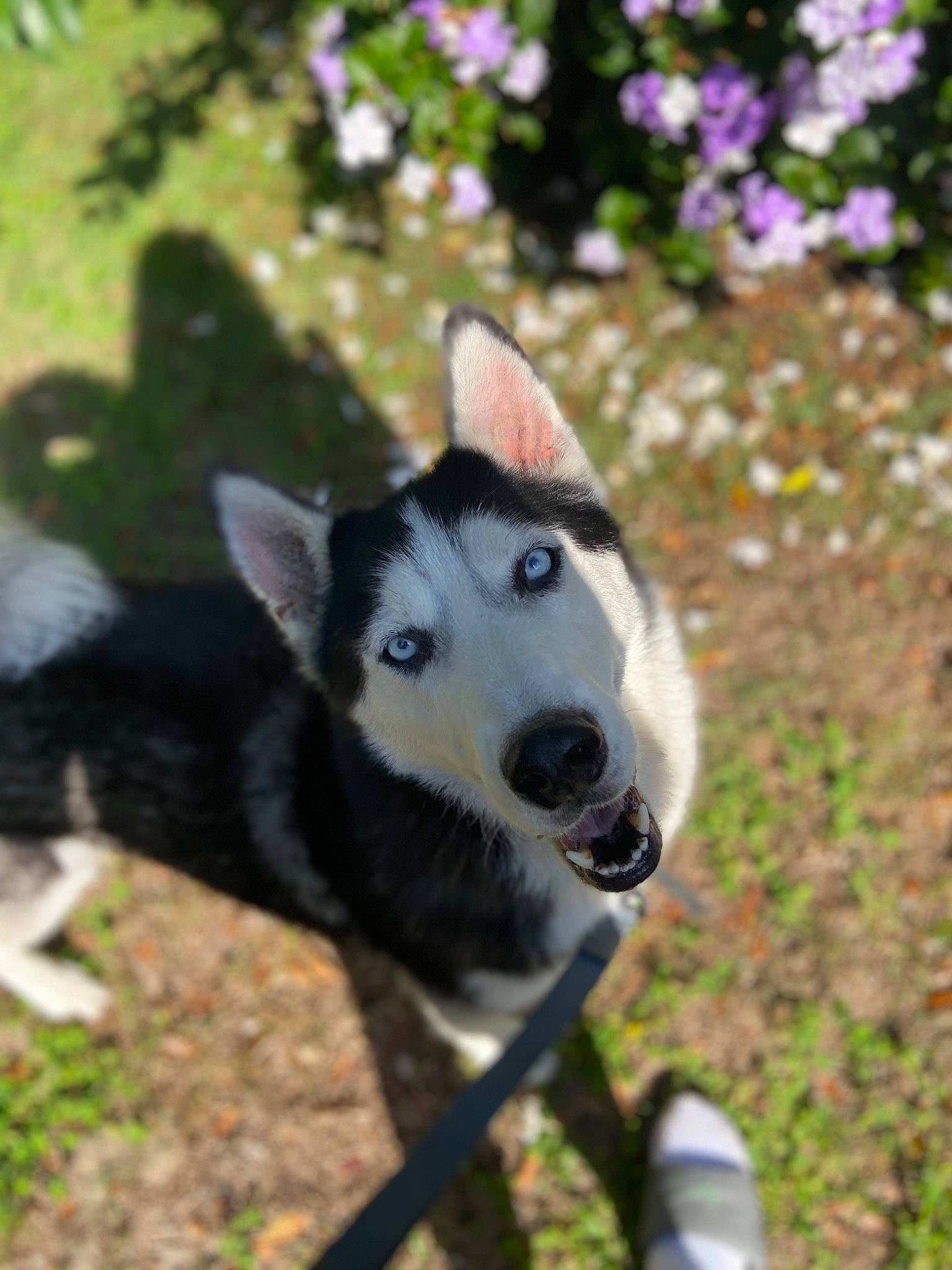 Jericho joined the competition — help win amazing prizes! canidae, carnivore, dog, dog_breed, east_siberian_laika, mammal, plant, rare_breed_dog, seppala_siberian_sleddog, siberian_husky, sled_dog, snout, vertebrate, working_dog