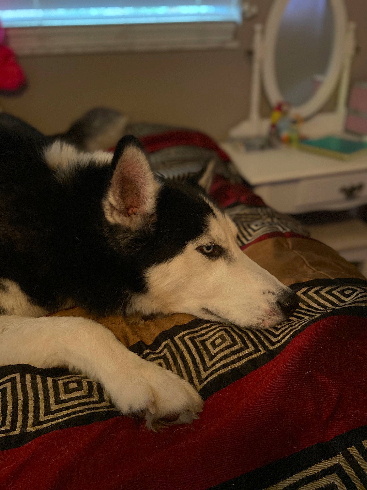 Jericho is registered to the contest to win money with this photo: alaskan_klee_kai, alaskan_malamute, canadian_eskimo_dog, canidae, carnivore, dog, dog_breed, fur, mammal, miniature_siberian_husky, native_american_indian_dog, northern_inuit_dog, rare_breed_dog, sakhalin_husky, seppala_siberian_sleddog, siberian_husky, sled_dog, tamaskan_dog, vertebrate, wolfdog