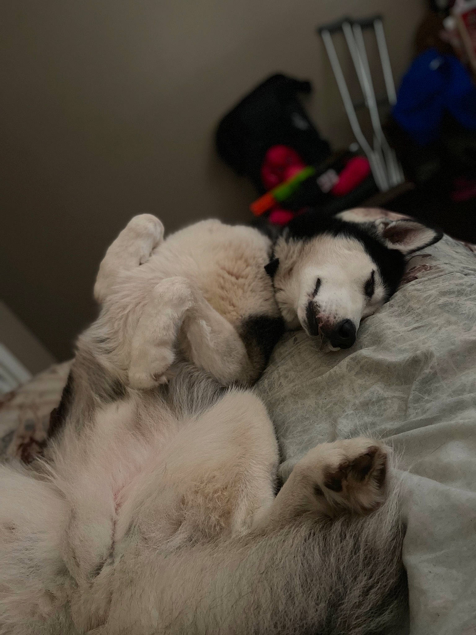 Jericho is registered to the contest to win money with this photo: bear, canidae, carnivore, dog, dog_breed, fur, mammal, nap, nose, panda, paw, puppy, sleep