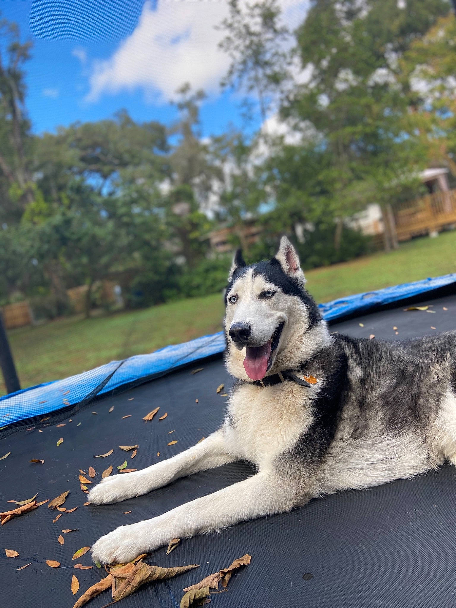 Jericho is registered to the contest to win money with this photo: alaskan_malamute, canidae, carnivore, czechoslovakian_wolfdog, dog, dog_breed, jamthund, leash, mammal, native_american_indian_dog, northern_inuit_dog, rare_breed_dog, saarloos_wolfdog, seppala_siberian_sleddog, siberian_husky, sled_dog, tamaskan_dog, tree, vertebrate, wolfdog