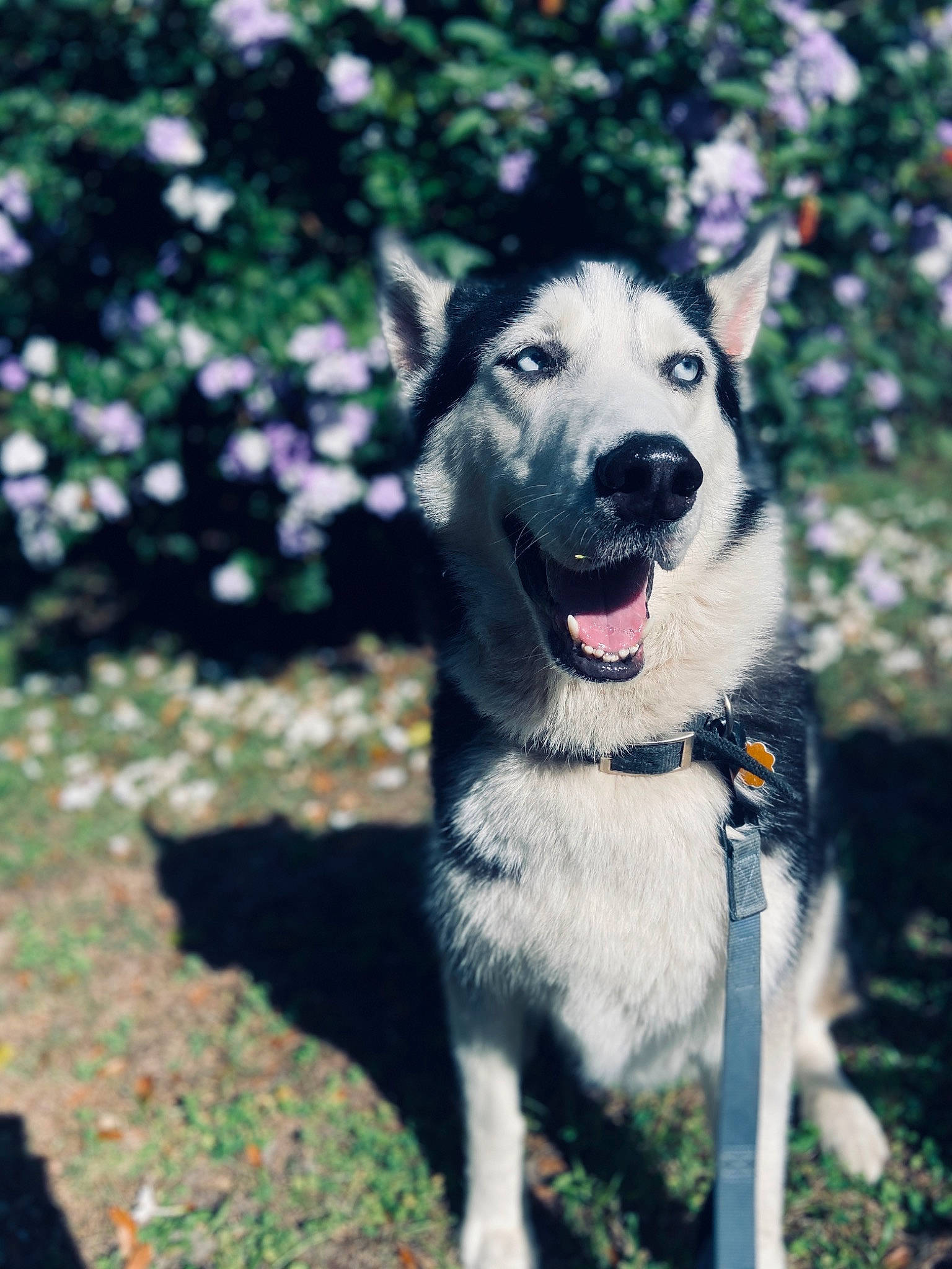 Jericho is registered to the contest to win money with this photo: canidae, carnivore, dog, dog_breed, fawn, mammal, plant, rare_breed_dog, siberian_husky, snout, sporting_group, tree, vertebrate