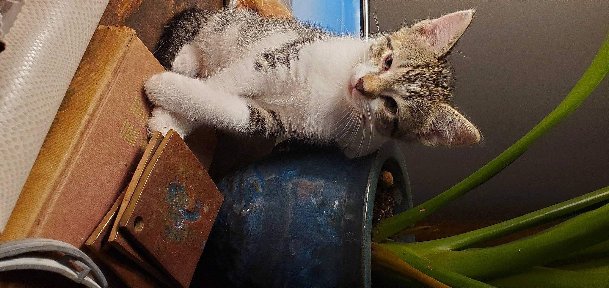 Jasper is registered to the contest to win money with this photo: box, carnivore, cat, cat_supply, claw, comfort, domestic_short_haired_cat, fawn, felidae, fur, grass, nap, paw, shipping_box, small_to_medium_sized_cats, tail, whiskers, wood