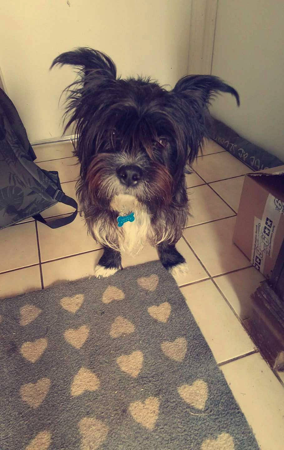 Fripouille participe au concours pour gagner de l'argent avec cette photo : biewer_terrier, canidae, carnivore, companion_dog, dog, dog_breed, dog_supply, electric_blue, floor, flooring, fur, hardwood, liver, pet_supply, small_terrier, snout, sporting_group, terrier, toy_dog, working_animal