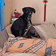 Zoukie a rejoint le concours — aidez-le/la à gagner de superbes lots ! dog, black_dog, indoor, bed, blanket, pillow, wall_hanging, curtain, furniture, pet, resting, cozy, domestic, animal, looking, sitting, home, comfort, decor, relaxed