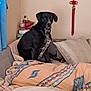 dog, black_dog, indoor, bed, blanket, pillow, wall_hanging, curtain, furniture, pet, resting, cozy, domestic, animal, looking, sitting, home, comfort, decor, relaxed