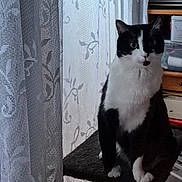 Panda participe au concours pour gagner de l'argent avec cette photo : cat, black_and_white, indoor, curtain, cat_tree, furniture, pet, animal, window, floral_pattern, cozy, looking, sitting, domestic, whiskers, ears, eyes, paws, feline, home