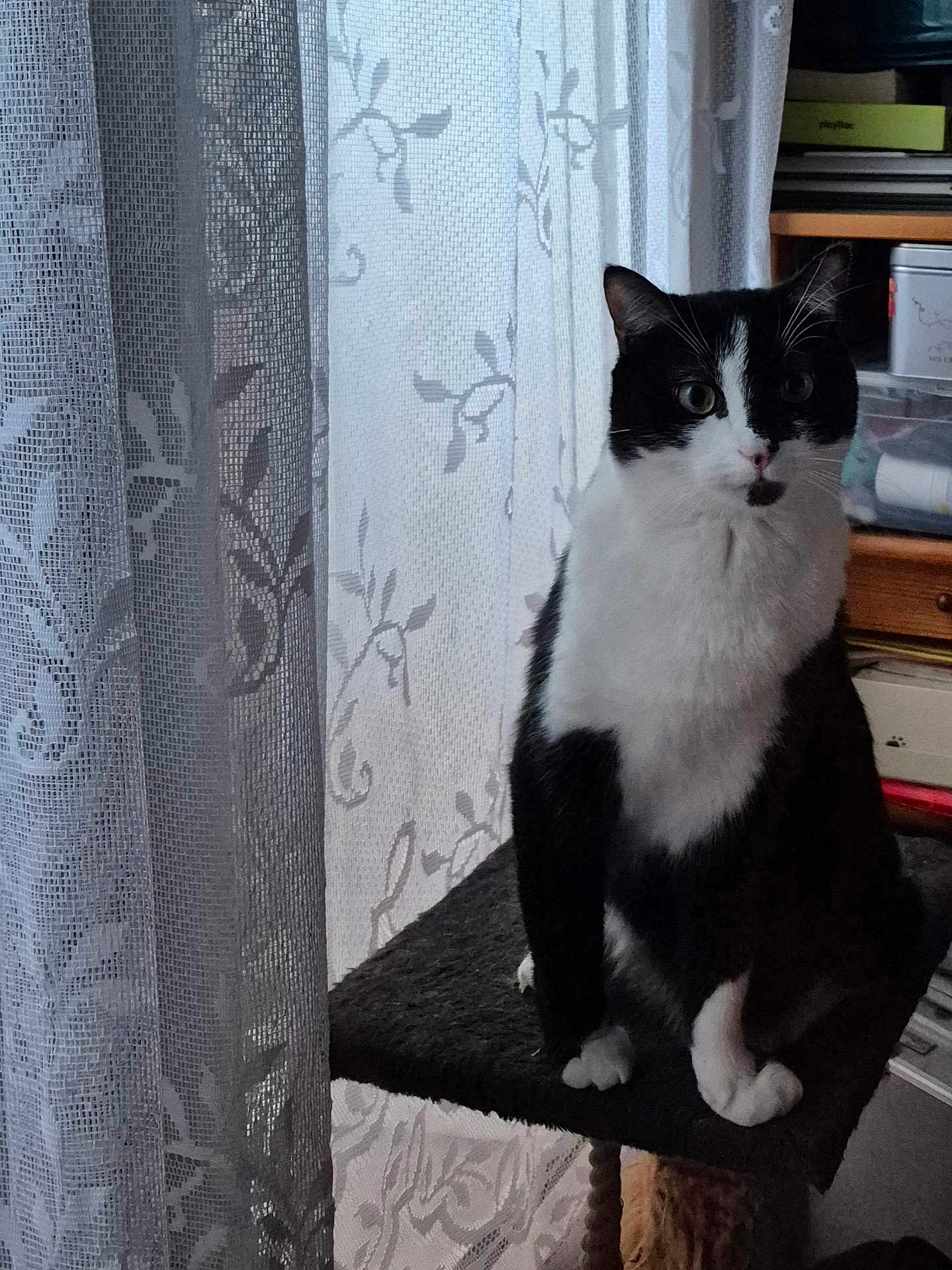 Panda participe au concours pour gagner de l'argent avec cette photo : cat, black_and_white, indoor, curtain, cat_tree, furniture, pet, animal, window, floral_pattern, cozy, looking, sitting, domestic, whiskers, ears, eyes, paws, feline, home