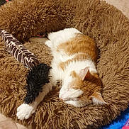 Panda participe au concours pour gagner de l'argent avec cette photo : animal, cat, comfort, cozy, cute, domestic, feline, fluffy, fur, home, indoor, nap, orange_and_white, paw, pet_bed, relaxed, resting, sleeping, soft, toy