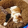 animal, cat, comfort, cozy, cute, domestic, feline, fluffy, fur, home, indoor, nap, orange_and_white, paw, pet_bed, relaxed, resting, sleeping, soft, toy
