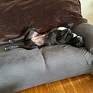 Chloe is registered to the contest to win money with this photo: dog, black_dog, couch, sofa, blanket, indoor, relaxed, pet, animal, wood_floor, living_room, upside_down, paw, fur, resting, canine, home, comfort, lying_down, cozy