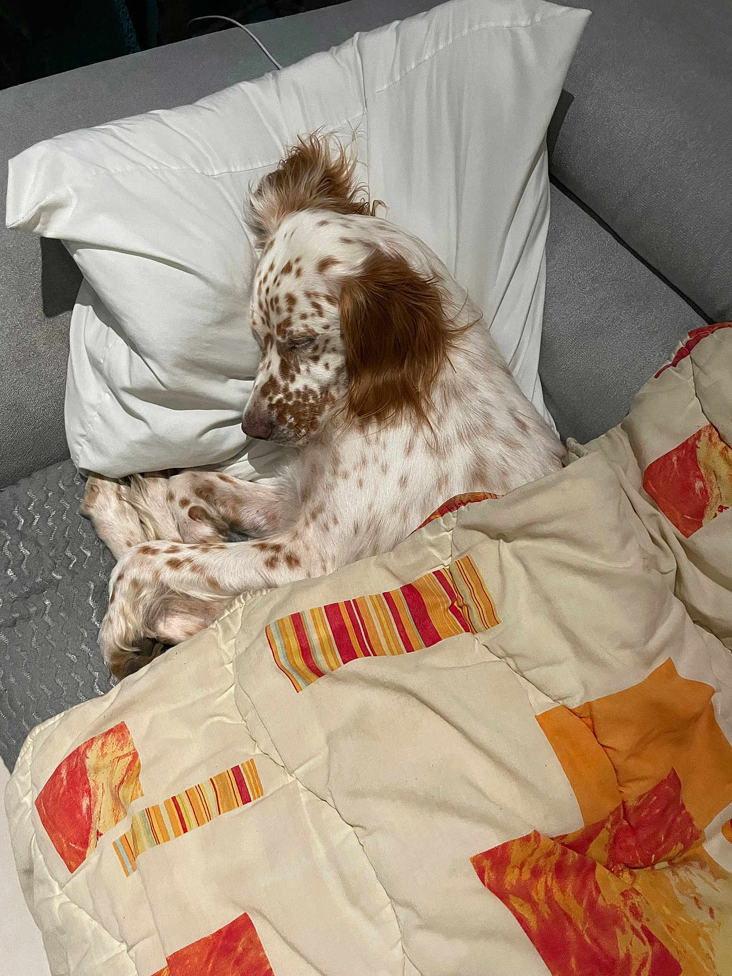 Uska participe au concours pour gagner de l'argent avec cette photo : dog, sleeping, quilt, pillow, couch, indoor, resting, spotted_dog, brown_and_white, cozy, pet, fur, relaxation, animal, comfort, domestic, canine, laying_down, blanket, nap