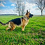 dog, german_shepherd, grass, field, flowers, outdoor, nature, sky, clouds, tree, bare_tree, animal, pet, collar, standing, landscape, daytime, canine, rural, scenic