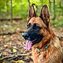 Amber is registered to the contest to win money with this photo: dog, german_shepherd, animal, pet, outdoor, forest, nature, tongue_out, fur, ears, collar, canine, alert, portrait, mammal, brown, black, sitting, daylight, leaf_litter