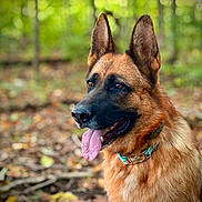 Amber joined the competition — help win amazing prizes! dog, german_shepherd, animal, pet, outdoor, forest, nature, tongue_out, fur, ears, collar, canine, alert, portrait, mammal, brown, black, sitting, daylight, leaf_litter