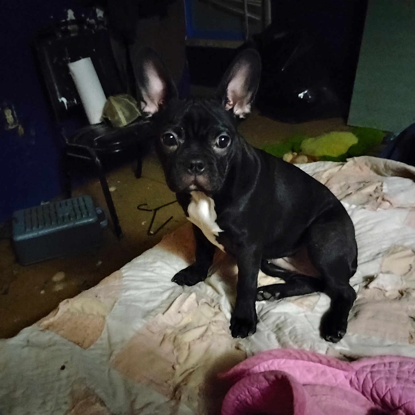 Chelsea Jolliff joined the competition — help win amazing prizes! animal, bedroom, black_dog, blanket, chair, clutter, curious, dog, domestic, ears, floor, french_bulldog, furniture, heater, indoor, pet, puppy, quilt, sitting, young_dog
