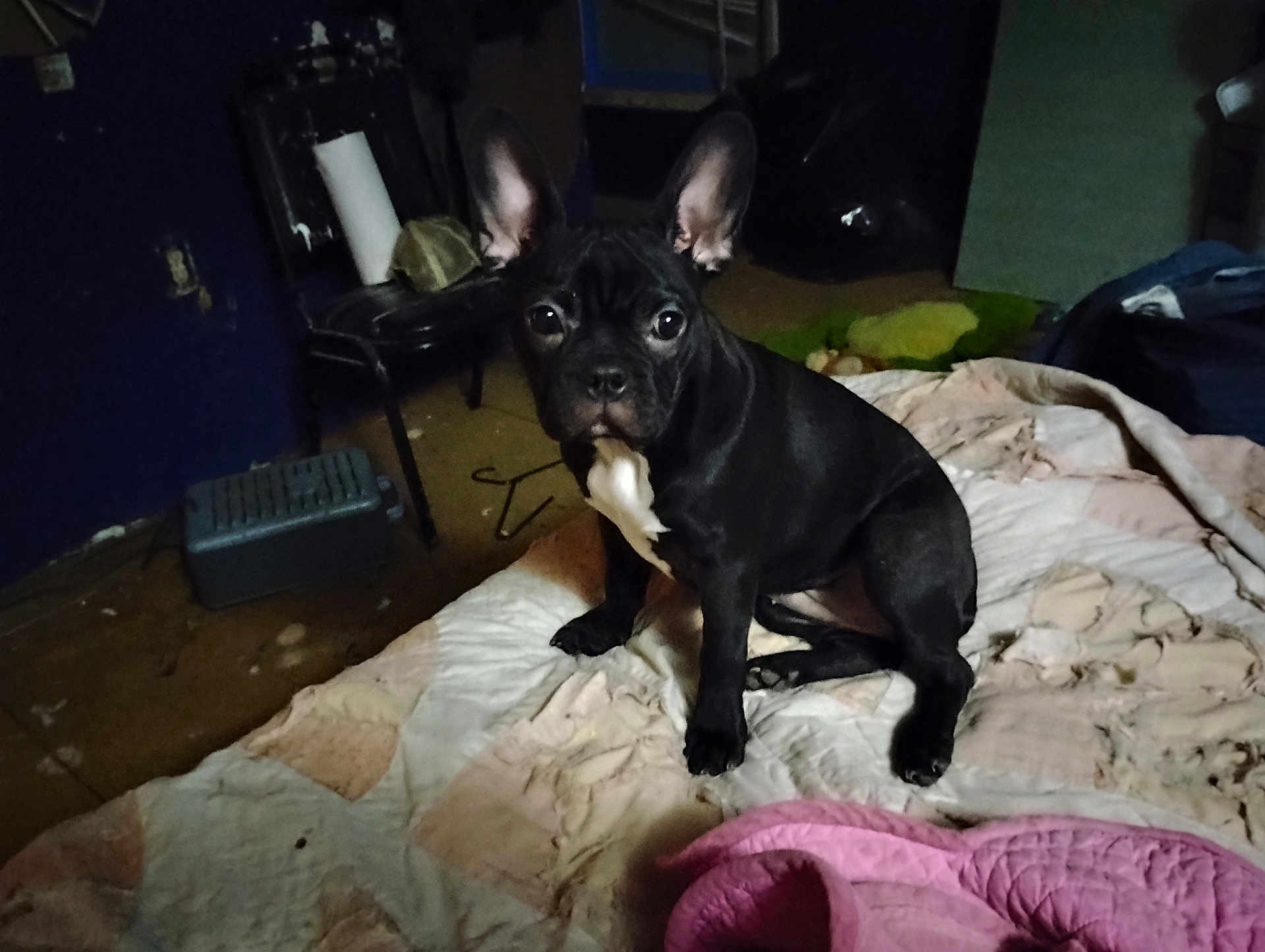 Chelsea Jolliff joined the competition — help win amazing prizes! dog, puppy, french_bulldog, black_dog, quilt, bedroom, indoor, pet, animal, ears, floor, chair, heater, clutter, blanket, curious, sitting, domestic, young_dog, furniture