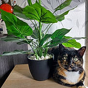 Baguerra participe au concours pour gagner de l'argent avec cette photo : cat, calico_cat, plant, potted_plant, table, wooden_table, indoor, houseplant, green_leaves, feline, pet, domestic_cat, relaxed, sunlight, shadow, wall, decor, cozy, nature, closeup