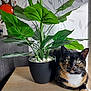 cat, calico_cat, plant, potted_plant, table, wooden_table, indoor, houseplant, green_leaves, feline, pet, domestic_cat, relaxed, sunlight, shadow, wall, decor, cozy, nature, closeup