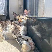 Lokki joined the competition — help win amazing prizes! animal, calm, cat, closeup, cozy, cute, domestic_cat, fur, indoor, paws, pet, reflection, relaxation, resting, serene, sleepy, soft_light, sunlight, whiskers, window