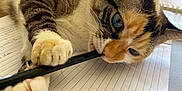 Lokki is registered to the contest to win money with this photo: bite, blue_eyes, cat, claw, closeup, curious, distraction, feline, indoor, notebook, orange, paw, pen, pet, playful, striped, study, table, white, writing