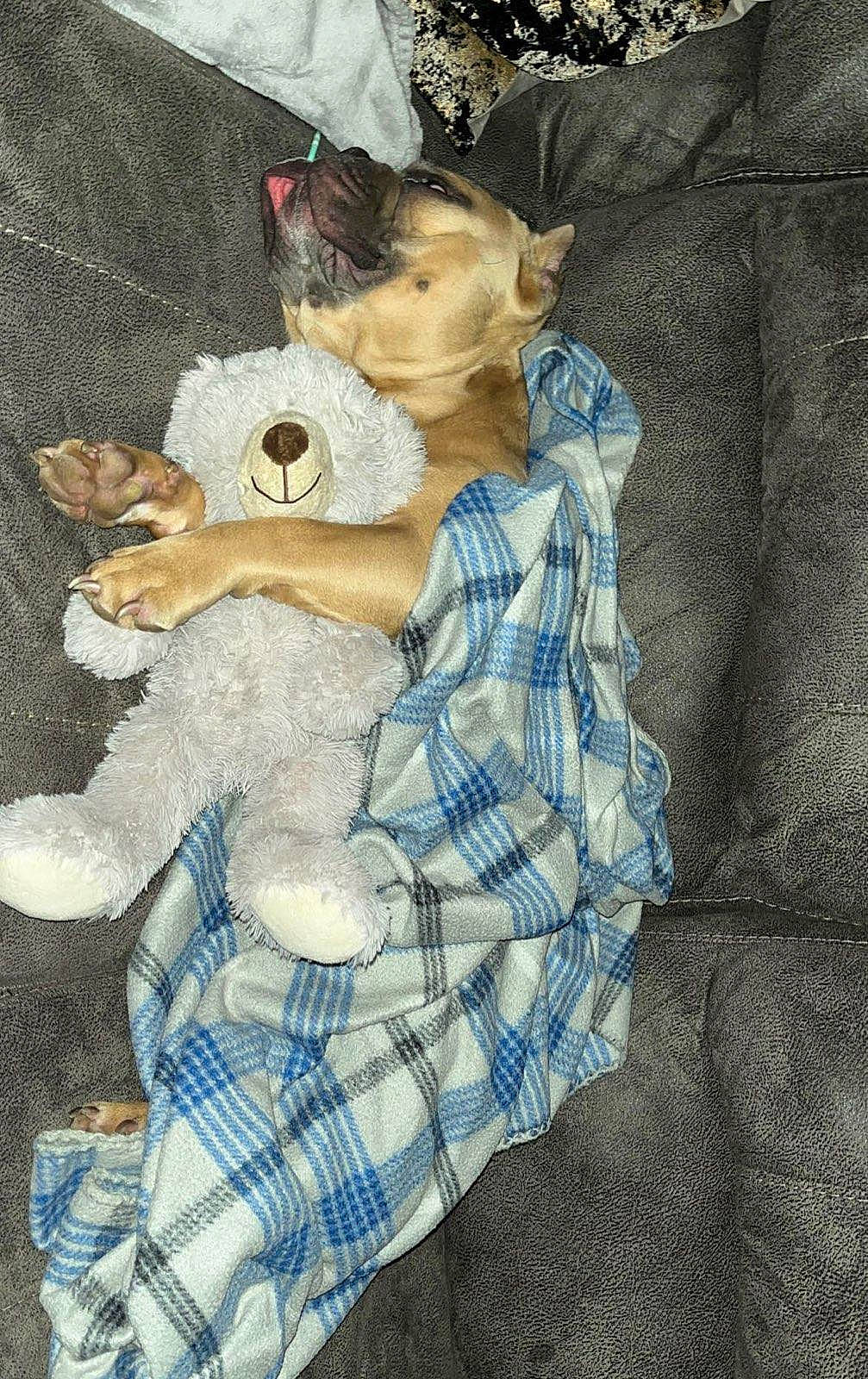 Champ joined the competition — help win amazing prizes! art, baby, child, comfort, doll, fawn, felidae, fur, illustration, linens, pattern, plaid, plush, room, sitting, stuffed_toy, tartan, teddy_bear, toy, vintage_clothing