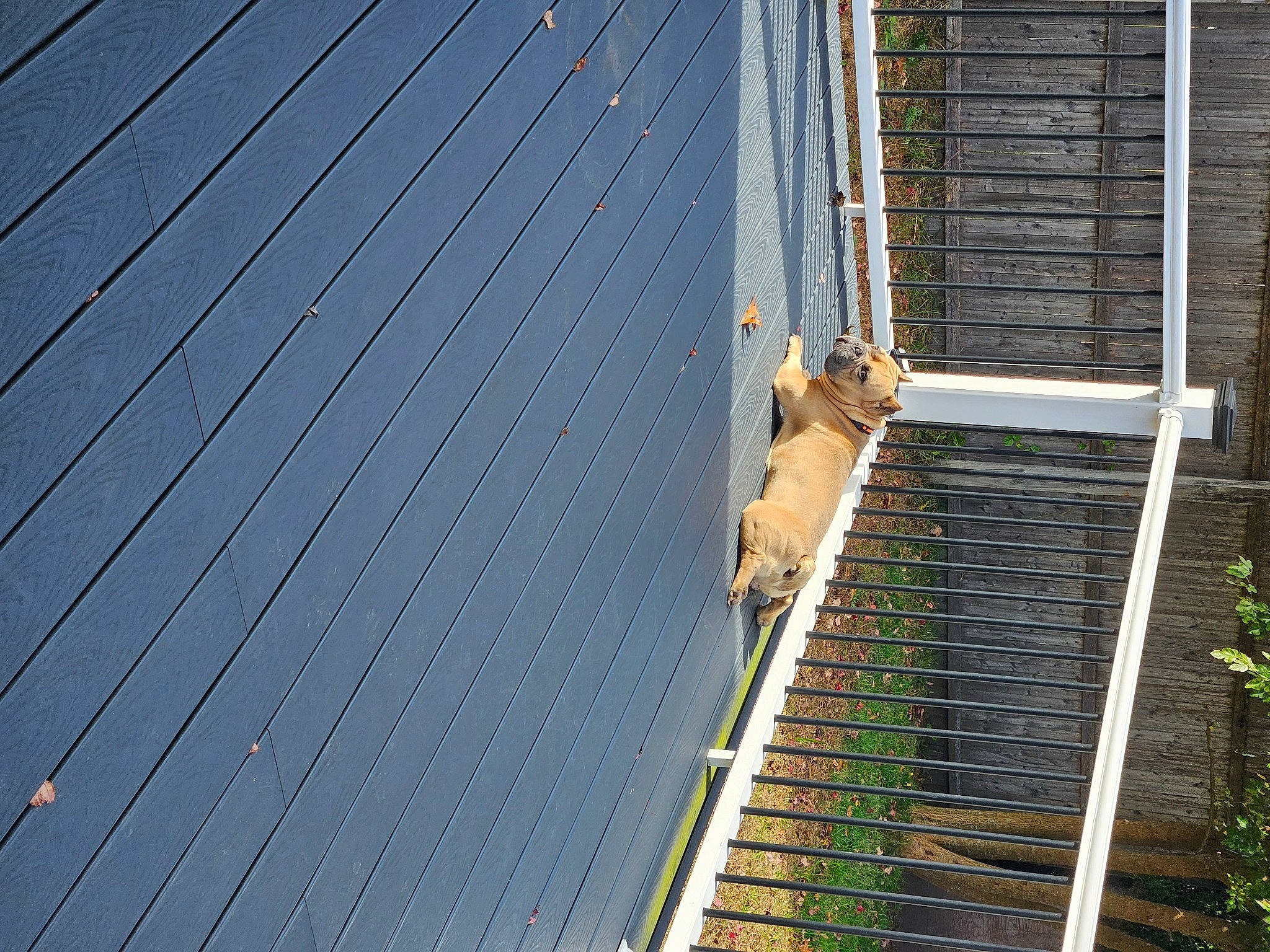 Champ joined the competition — help win amazing prizes! cable_stayed_bridge, city, electric_blue, electrical_supply, electricity, facade, line, mesh, metal, metropolitan_area, overhead_power_line, plant, public_utility, sky, suspension_bridge, symmetry, tower_block, tree, wire, wood