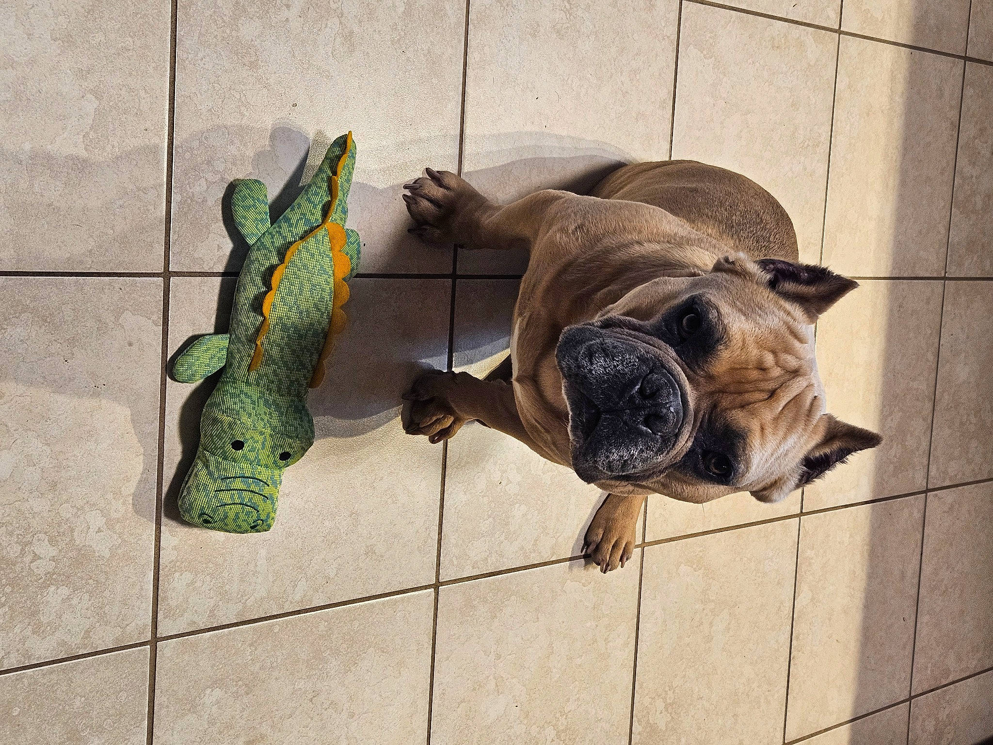 Champ is registered to the contest to win money with this photo: canidae, carnivore, companion_dog, dog, dog_breed, fawn, felidae, flooring, iguania, mammal, paw, pug, small_to_medium_sized_cats, sporting_group, tail, terrestrial_animal, vertebrate, whiskers, wood, working_animal