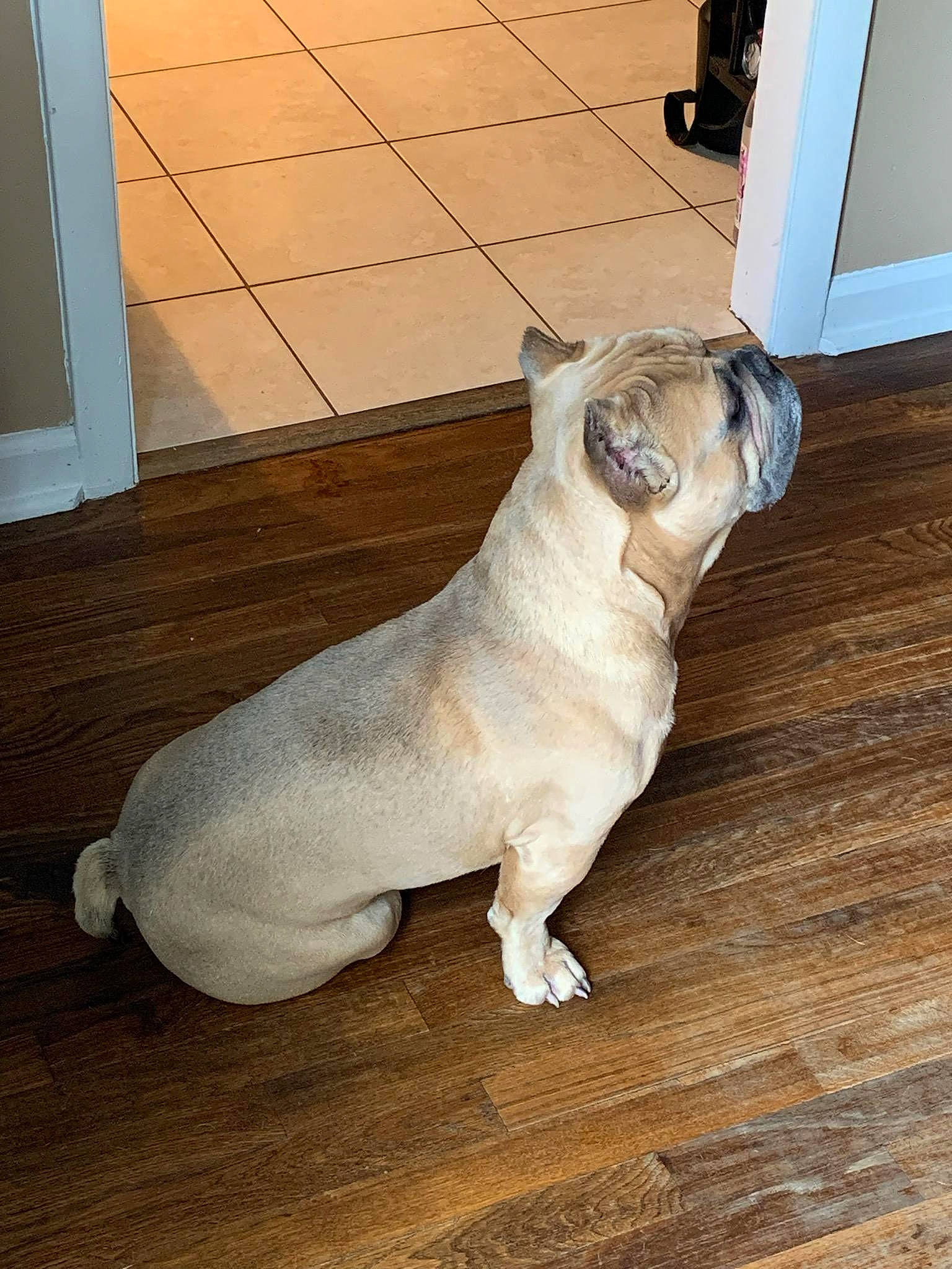 Champ joined the competition — help win amazing prizes! bulldog, canidae, carnivore, collar, companion_dog, dog, dog_breed, fawn, felidae, floor, flooring, hardwood, pug, snout, tail, toy_dog, whiskers, wood, working_animal, wrinkle