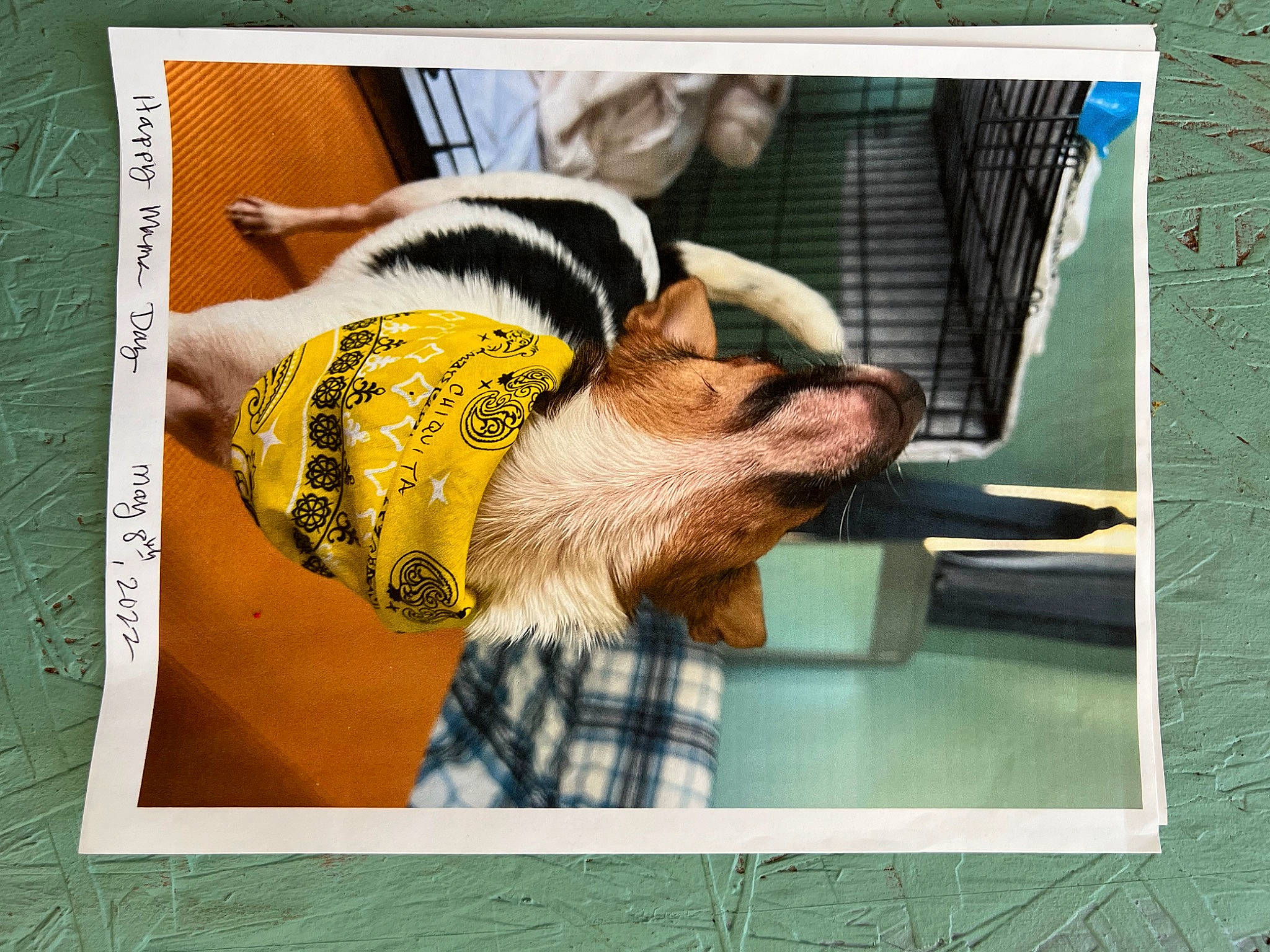 Chiquita joined the competition — help win amazing prizes! advertising, art, canidae, carnivore, comfort, companion_dog, dog, dog_breed, font, fur, grass, linens, pattern, photo_caption, photographic_paper, rectangle, room, sporting_group, square, visual_arts