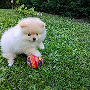 Vegas a rejoint le concours — aidez-le/la à gagner de superbes lots ! animal, ball, canine, dog, football, grass, lawn, nature, outdoors, pet, plant, puppy, soccer, soccerball, sport, tennis, tennisball, tree, vegetation, yard