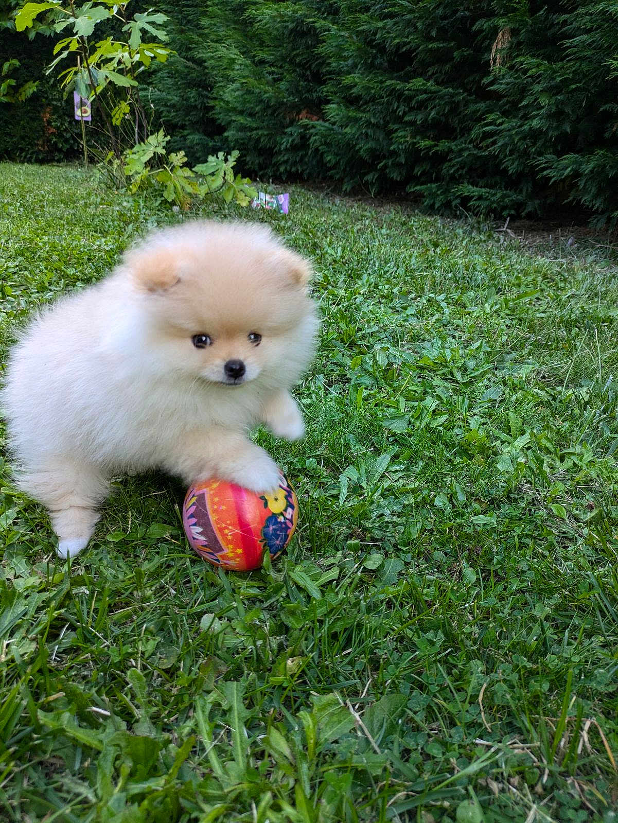 Vegas a rejoint le concours — aidez-le/la à gagner de superbes lots ! animal, ball, canine, dog, football, grass, lawn, nature, outdoors, pet, plant, puppy, soccer, soccerball, sport, tennis, tennisball, tree, vegetation, yard