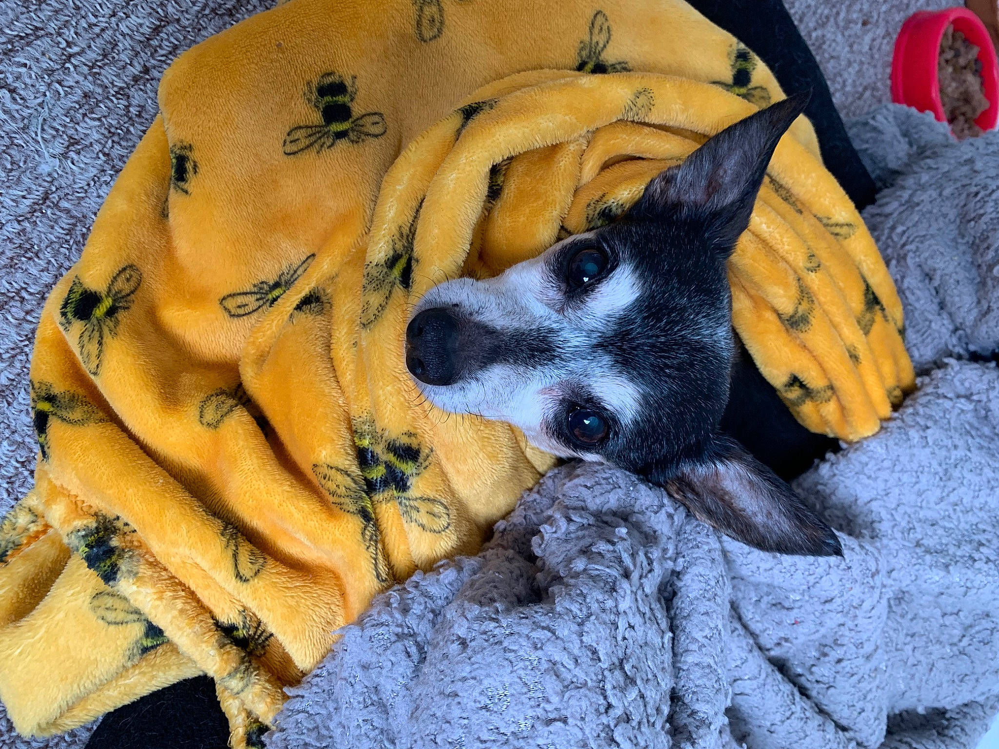 Scraps is registered to the contest to win money with this photo: canidae, carnivore, comfort, companion_dog, dog, dog_breed, dog_clothes, dog_supply, fawn, fur, guard_dog, linens, nap, pattern, paw, sleep, snout, sporting_group, street_dog, working_animal