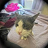 Ale joined the competition — help win amazing prizes! cat, bed, blanket, clothing, curtains, window, indoor, pet, feline, purple, gray, white, fur, animal, resting, close_up, fisheye_lens, vignette, natural_light, cozy