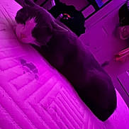 Ale joined the competition — help win amazing prizes! cat, bed, purple_light, indoor, sleeping, feline, mattress, domestic_animal, resting, cozy, furniture, room, relaxing, pet, household, sleep, animal, home, quiet, purple