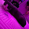 cat, bed, purple_light, indoor, sleeping, feline, mattress, domestic_animal, resting, cozy, furniture, room, relaxing, pet, household, sleep, animal, home, quiet, purple