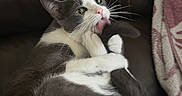 Ale joined the competition — help win amazing prizes! cat, gray_cat, white_cat, pet, animal, feline, licking, grooming, couch, leather, blanket, cozy, indoor, fur, whiskers, pink_nose, paw, relaxed, cute, domestic_animal